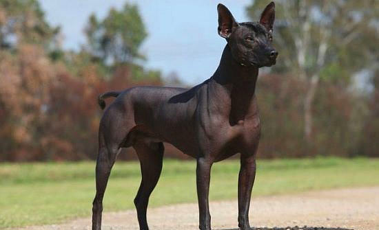 Nadir bulunan köpek türleri