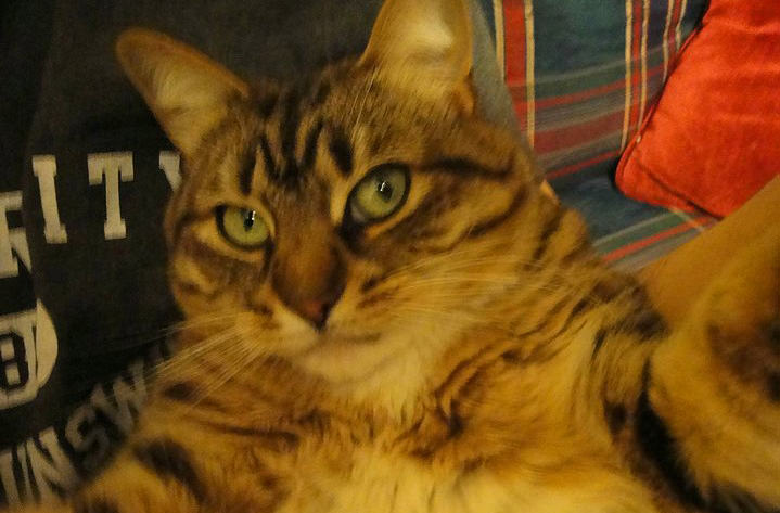 "Selfie" çeken kediler