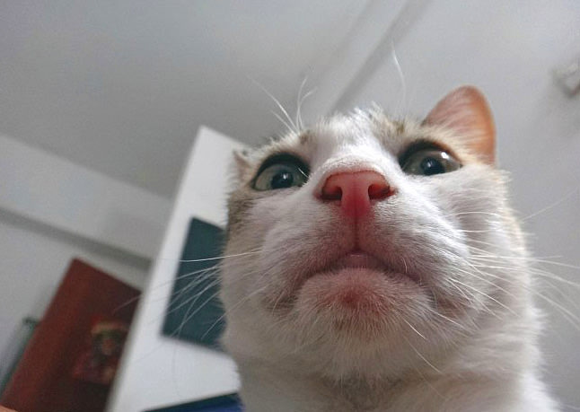 "Selfie" çeken kediler