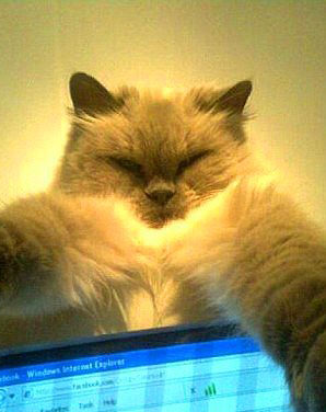 "Selfie" çeken kediler