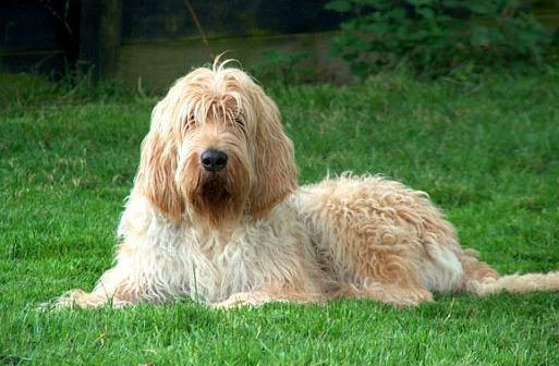 Nadir bulunan köpek türleri