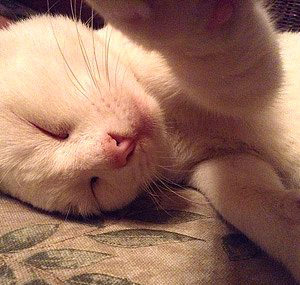 "Selfie" çeken kediler