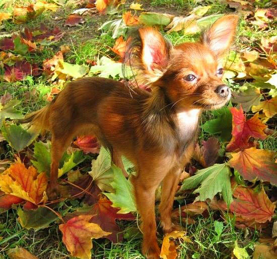 Nadir bulunan köpek türleri