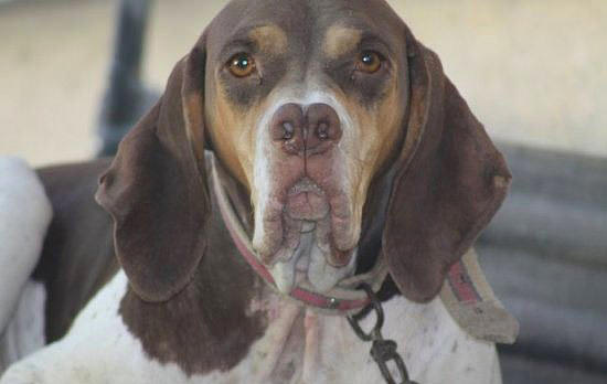 Nadir bulunan köpek türleri