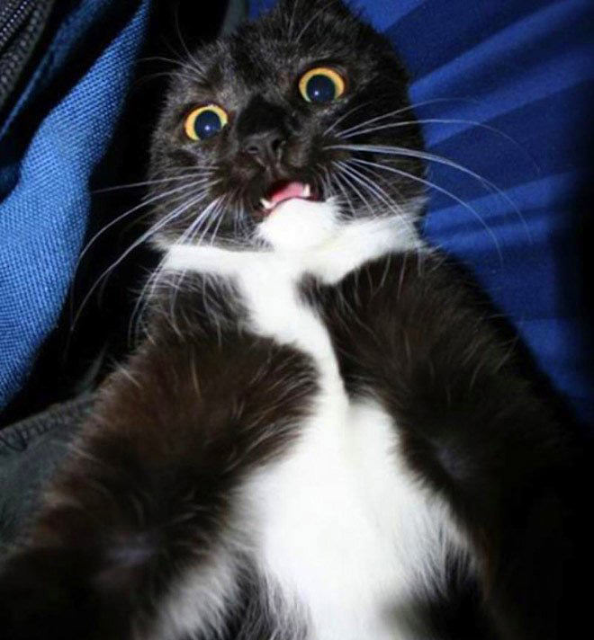 "Selfie" çeken kediler