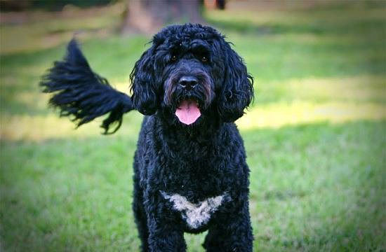 Nadir bulunan köpek türleri