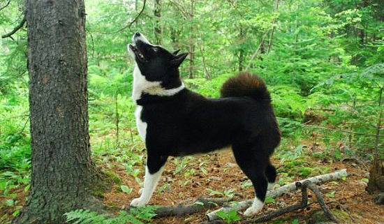 Nadir bulunan köpek türleri