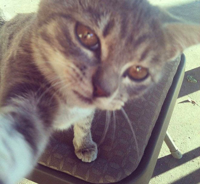 "Selfie" çeken kediler