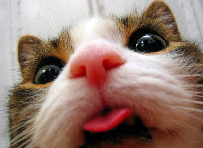 "Selfie" çeken kediler