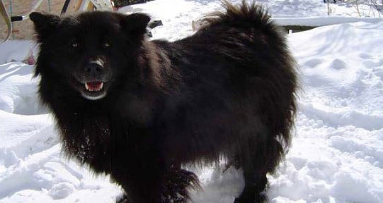 Nadir bulunan köpek türleri