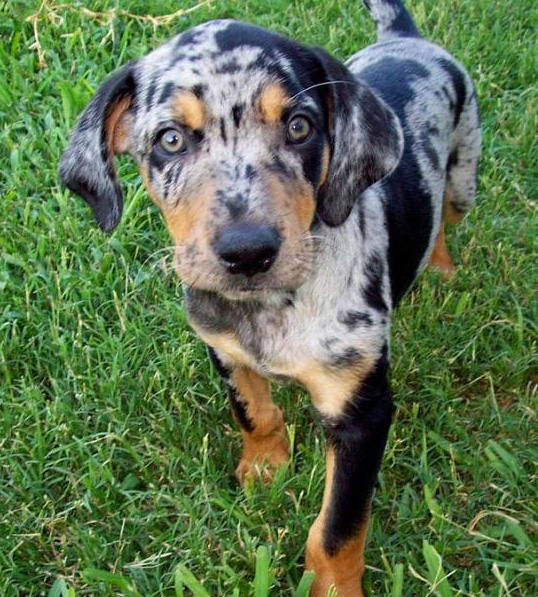 Nadir bulunan köpek türleri