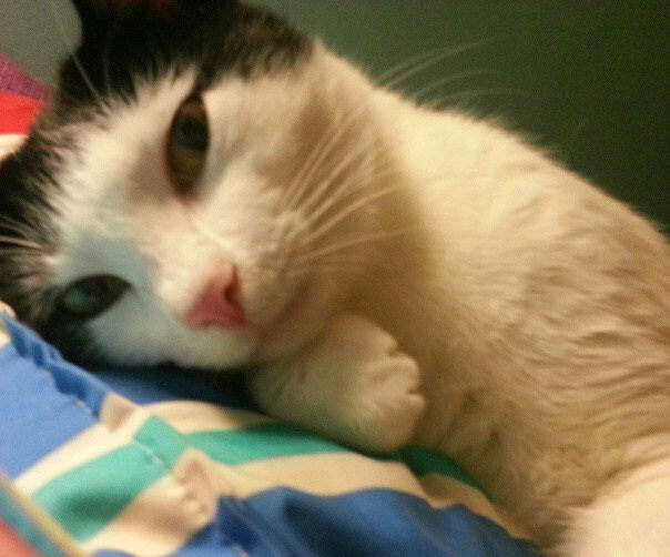 "Selfie" çeken kediler