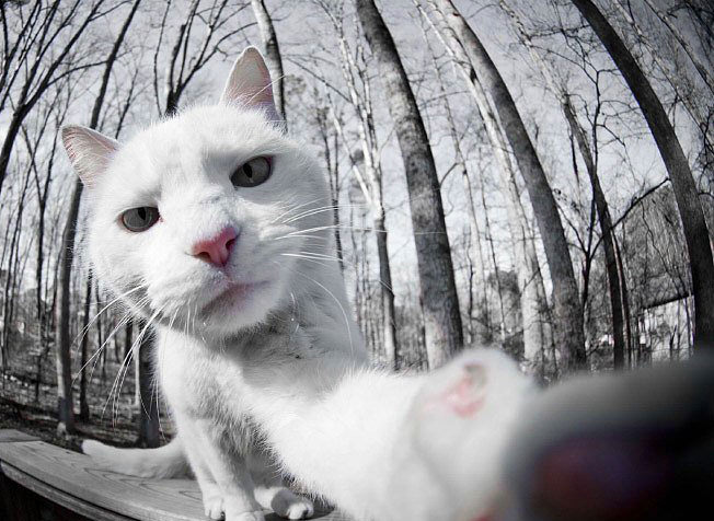 "Selfie" çeken kediler