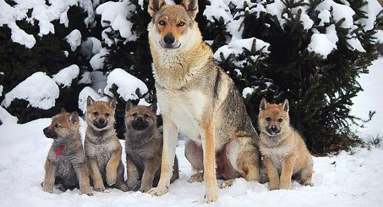 Nadir bulunan köpek türleri