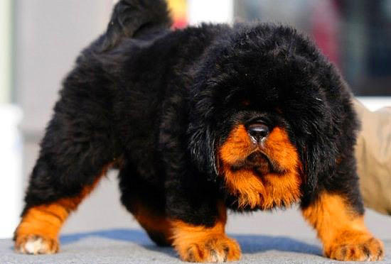 Nadir bulunan köpek türleri