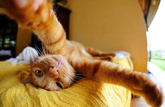 "Selfie" çeken kediler