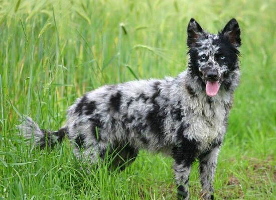 Nadir bulunan köpek türleri