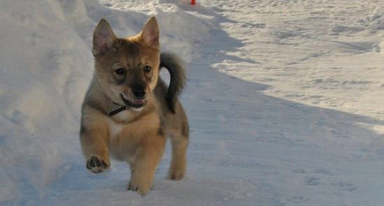 Nadir bulunan köpek türleri