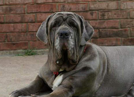 Nadir bulunan köpek türleri