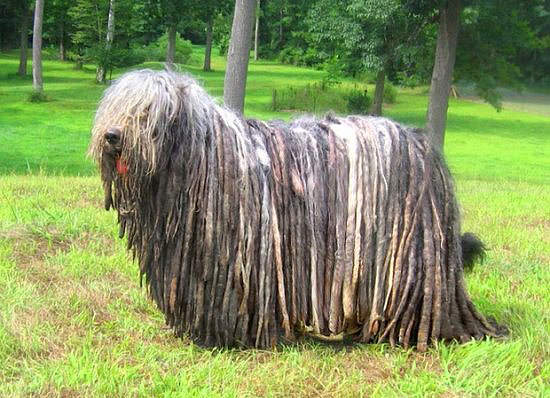 Nadir bulunan köpek türleri