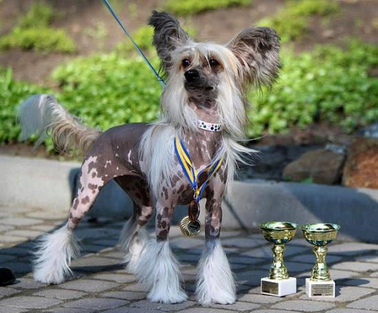 Nadir bulunan köpek türleri - LIFESTYLE Haberleri