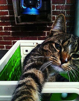 "Selfie" çeken kediler