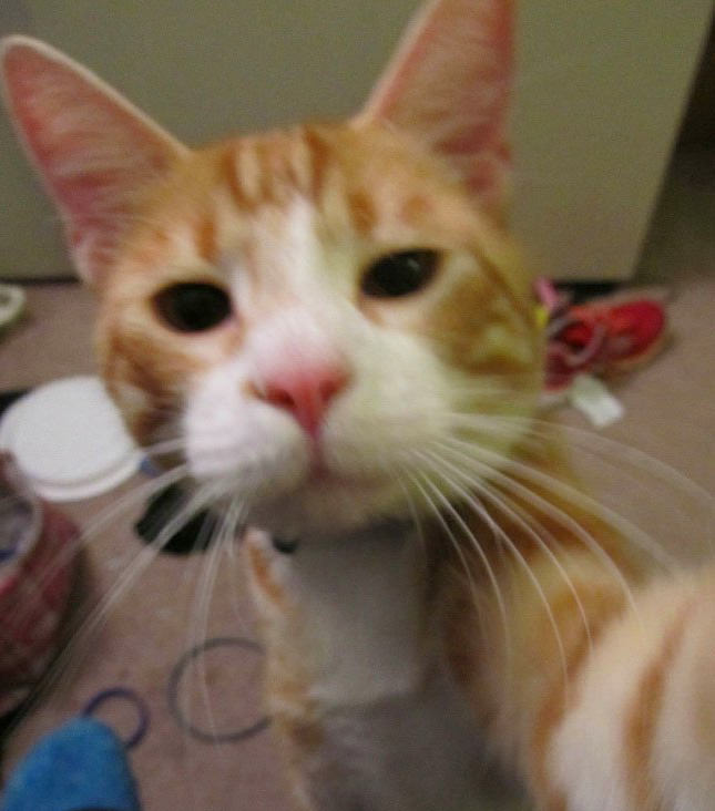 "Selfie" çeken kediler