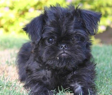 Nadir bulunan köpek türleri