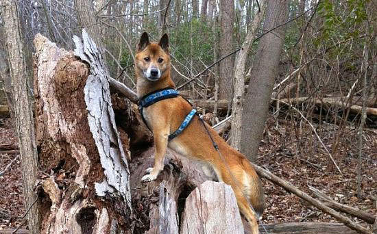 Nadir bulunan köpek türleri