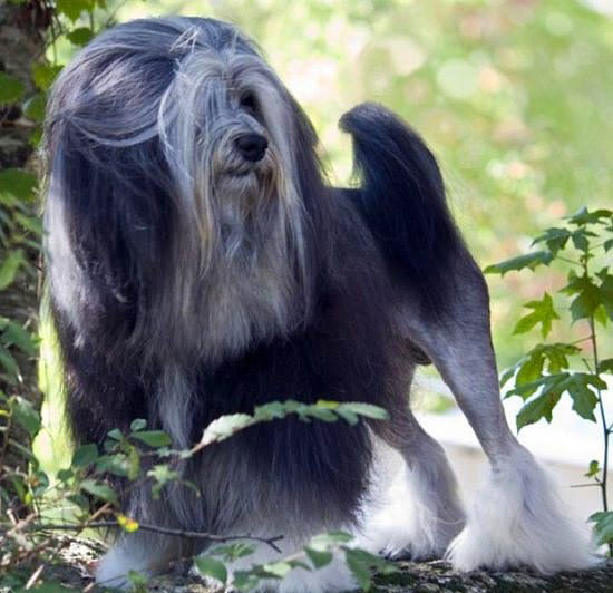 Nadir bulunan köpek türleri