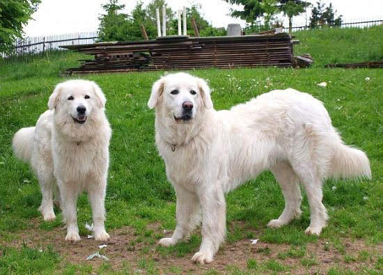 Nadir bulunan köpek türleri