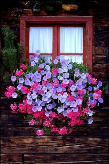 En güzel balkon çiçekleri