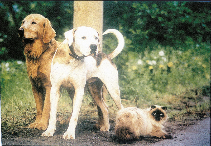 En iyi 20 Disney filmi