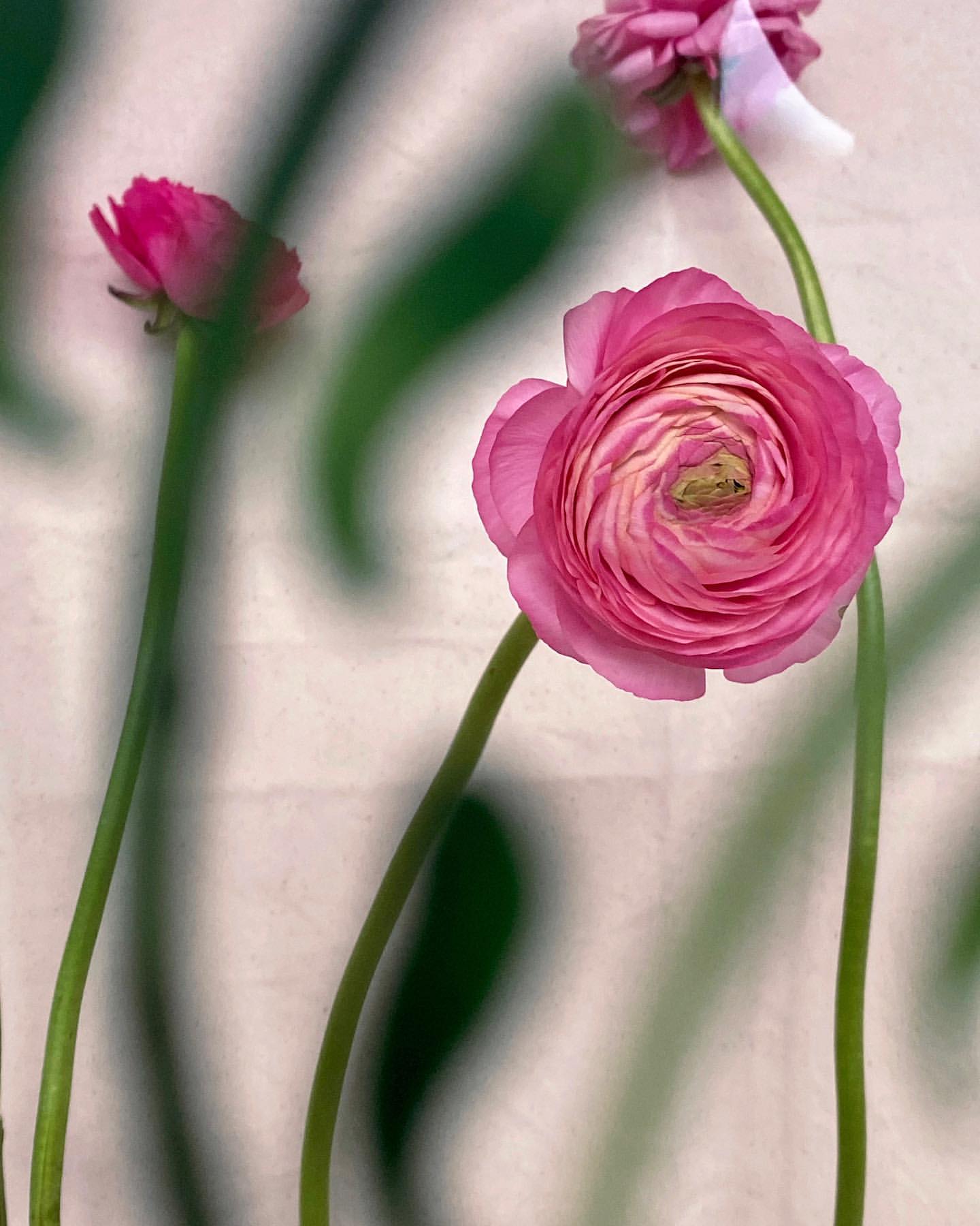 Jacquemus'un Çiçek Dükkanı