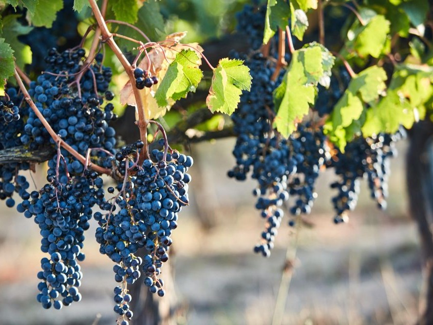 Arcadia'nın İlham Veren Hikayesi