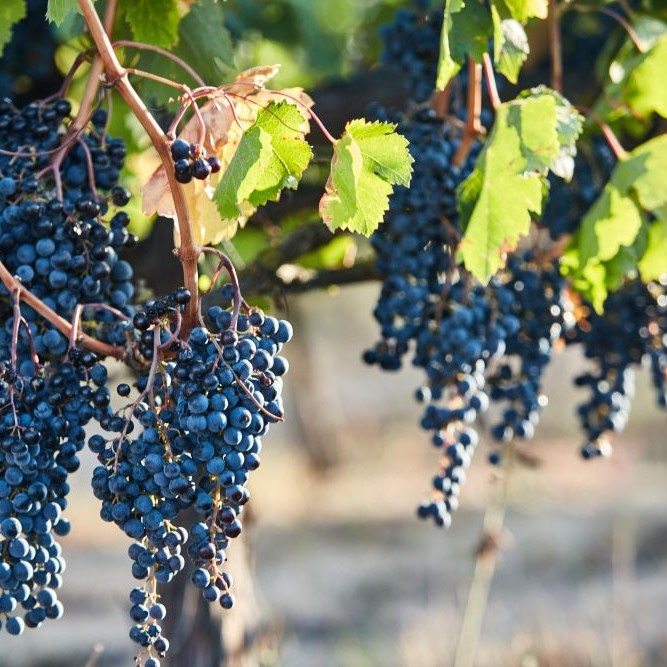 Arcadia'nın İlham Veren Hikayesi