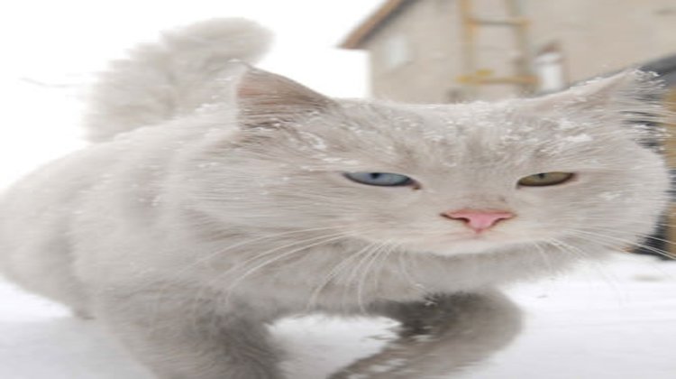 Türkiye'den kar manzaraları