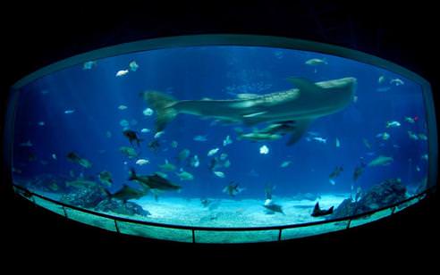 Hobisi iş sahibi yaptı