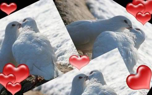 Yaz aşkı gelip geçici; kış aşkı evladiyelik!