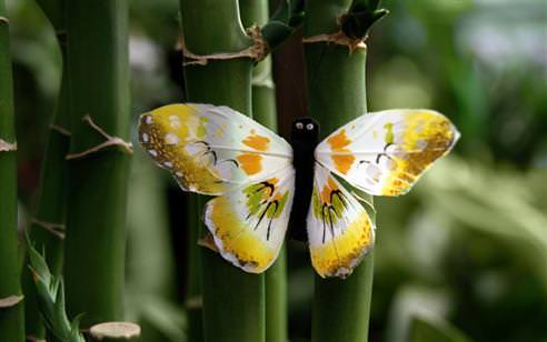Bahçenizde feng shui havası yaratın