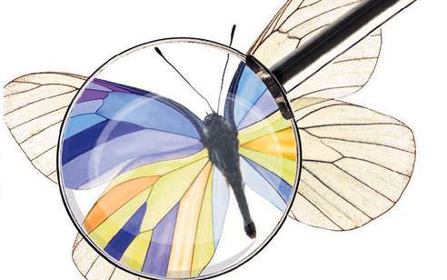 İnsan kaynaklarında kelebek etkisi