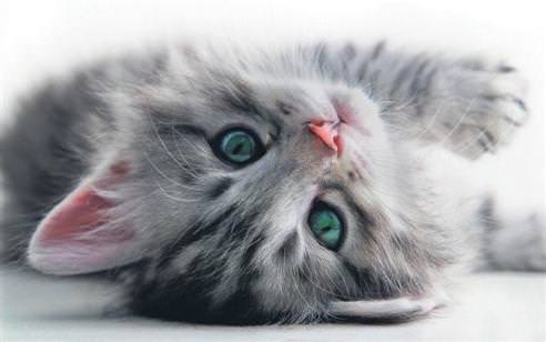 Kedi aids’i fiv’den korkmayın!