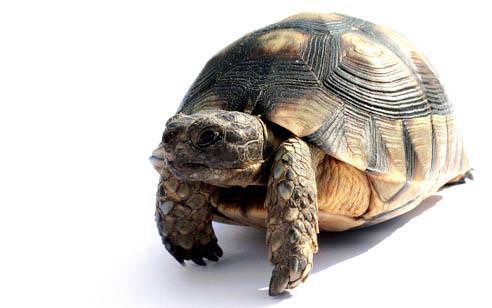 Daha iyi bir hayat için yavaşlayın!