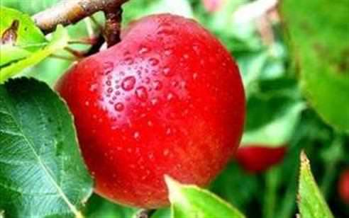 Sevdiğiniz meyvaya göre karakteriniz