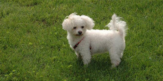 Evcil hayvanlarınız da "kene" riski altında!