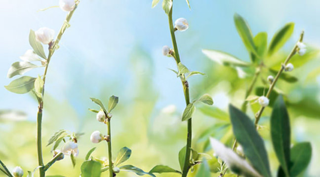 L’Occitane 2014 badem koleksiyonu