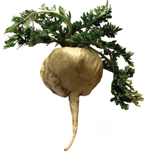 Mucizevi bitki 'Maca'nın faydaları saymakla bitmiyor