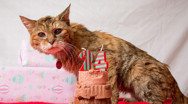 Dünyanın en yaşlı kedisi Poppy