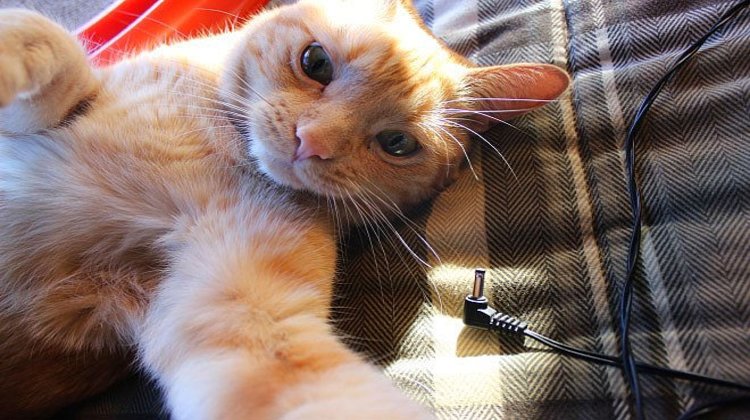 "Selfie" çeken kediler