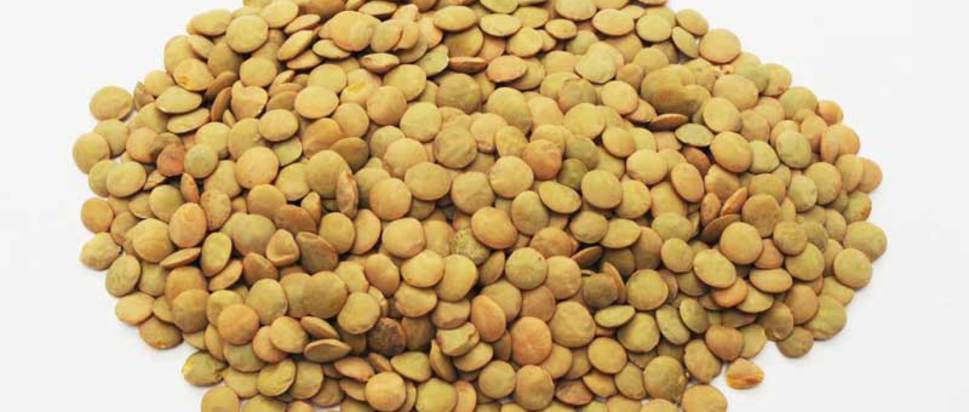 Zayıflatan mucize yeşil mercimek